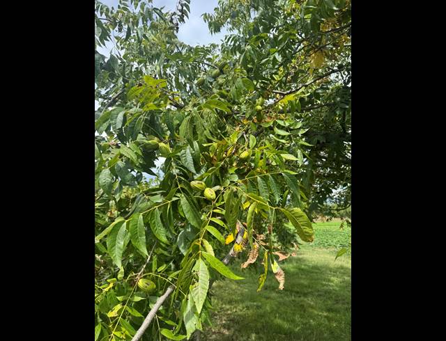 31HA FARM FOR SALE IN WEENEN